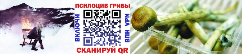 купить наркотик  Бологое  Псилоцибиновые грибы MAGIC MUSHROOMS 